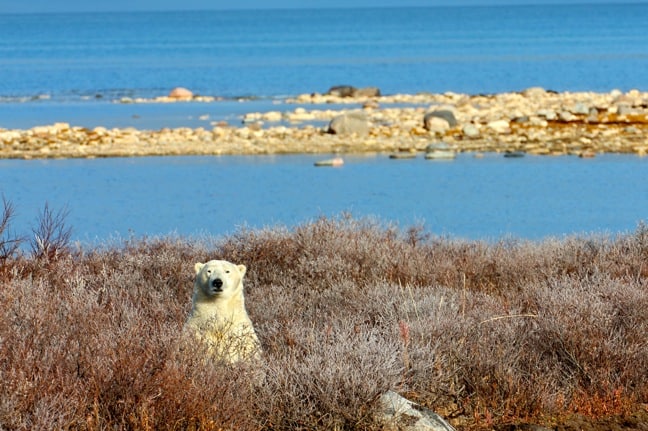 Polar-Bear-Churchill-Manitoba