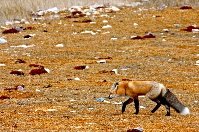 Red-Fox-Churchill-Canada