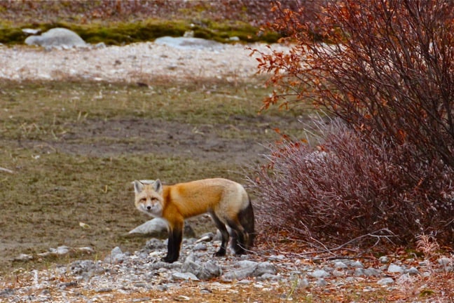 Red-Fox-Churchill-Manitoba