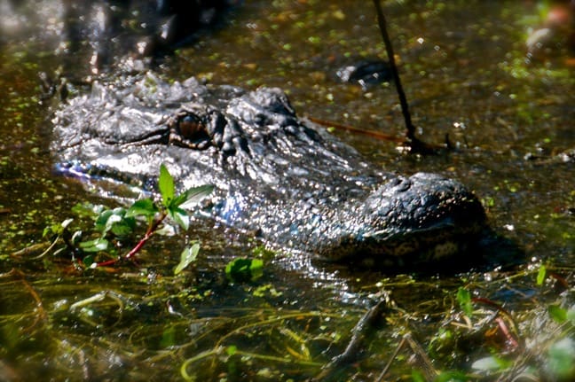 American Alligator in J.N. Ding Darling National Wildlife Refuge