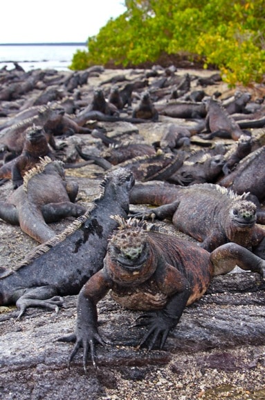 Marine Iguanas, Galapagos Islands