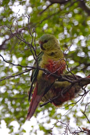 Austral parakeets in torres del paine national park, chile