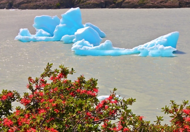 Firebush Near Grey Glacier, Torres Del Paine National Park