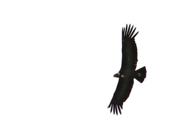 Andean Condor in Torres del Paine National Park, Chile