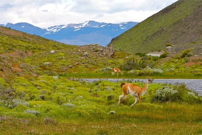 Guanacos in Torres del Paine National Park, Chile