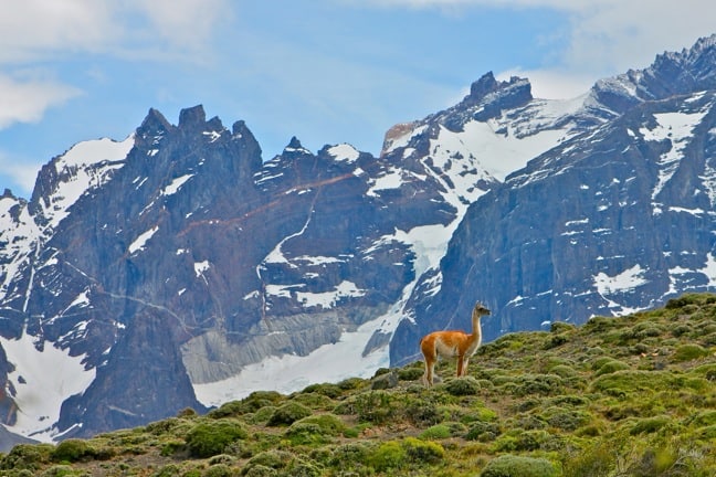 Best Hiking Trails - Torres Del Paine National Park, Chile and Guanaco