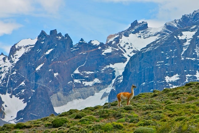 Patagonia Chile Guanaco