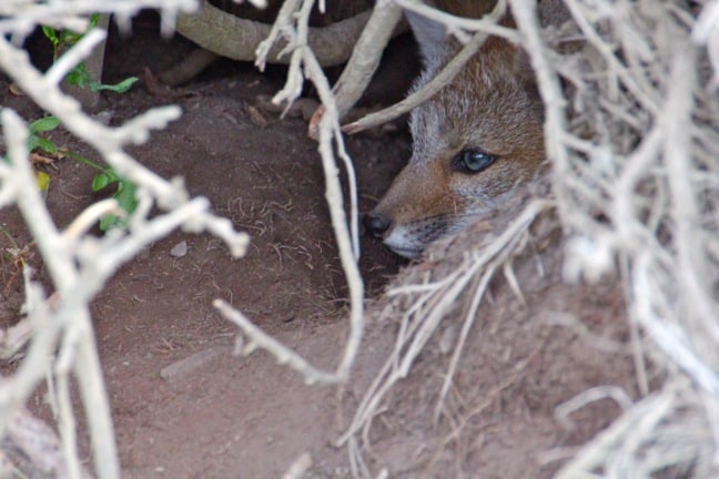 Baby Grey Fox  in Torres del Paine National Park, Chile