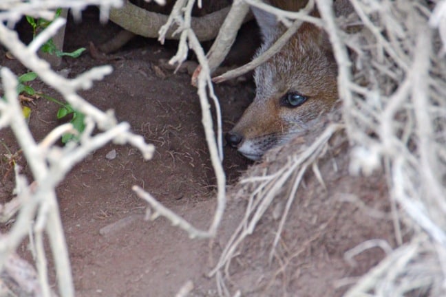 Patagonia Grey Fox 