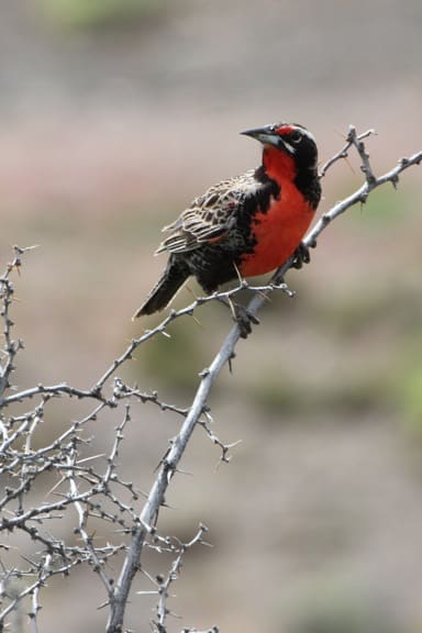 Long Tailed Meadowlark in Torres del Paine, Chile