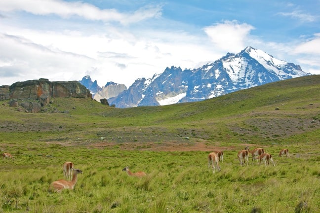 Guanaco Herd in Torres del Paine National Park, Chile