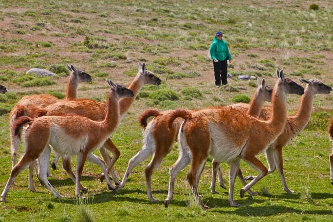 Guanacos in Torres del Paine National Park, Chile