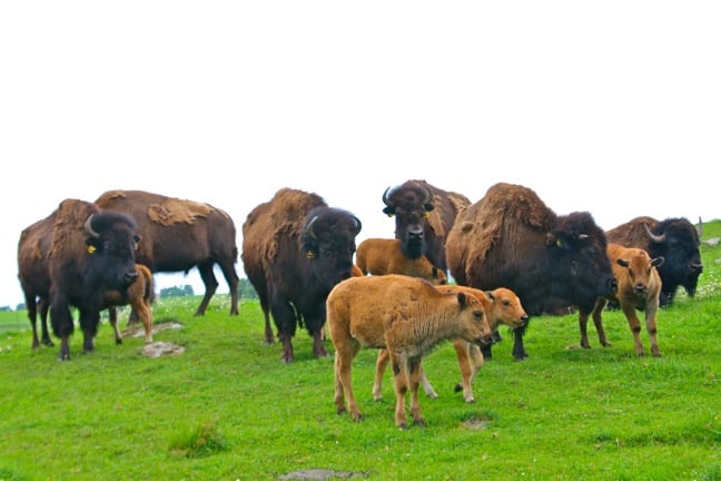 Bison Herd at Wrågården Farm in Falkoping, Sweden