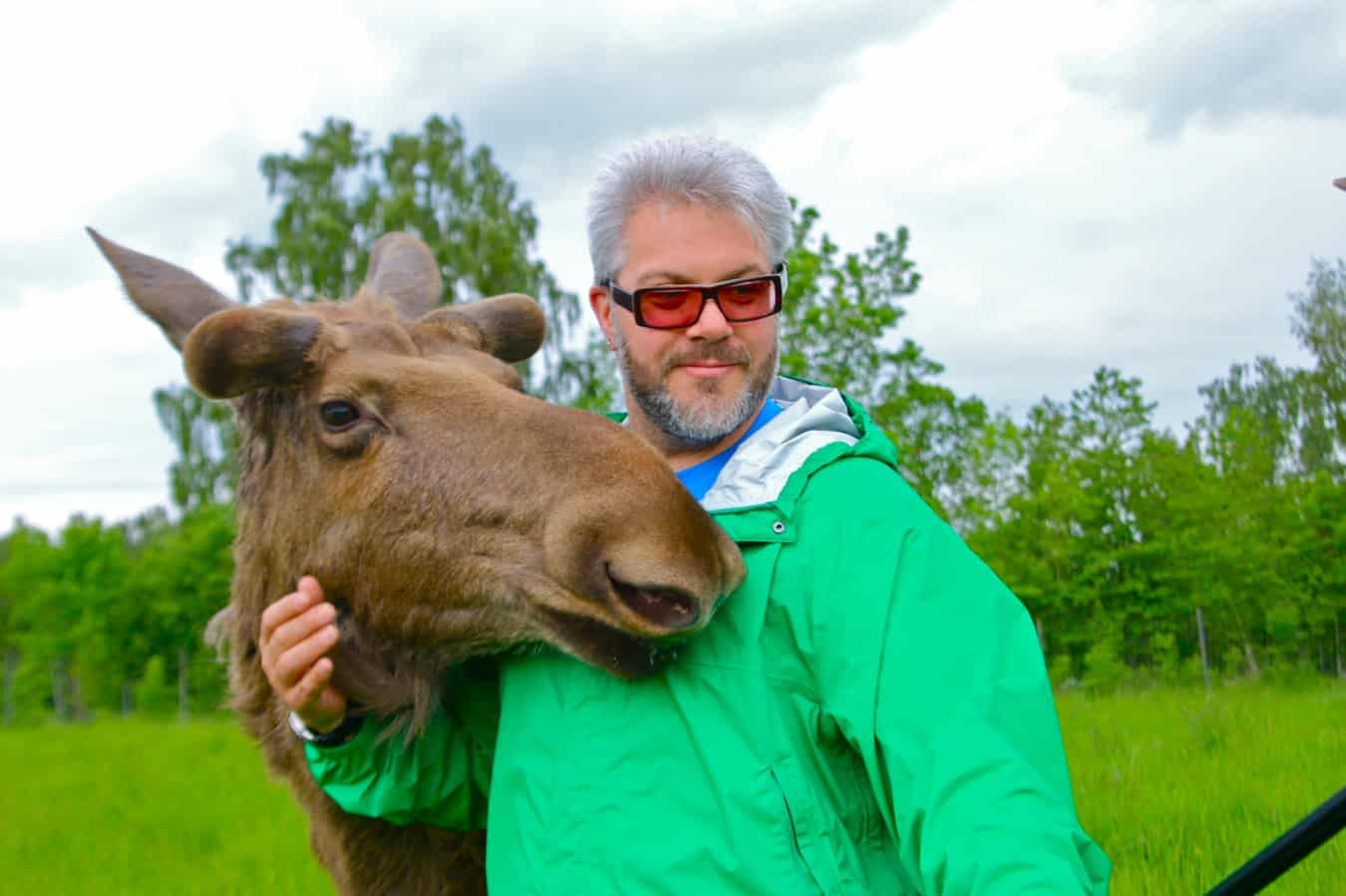 Oskar, the Coolest Moose in Sweden, at Falkoping's Wragarden Farm