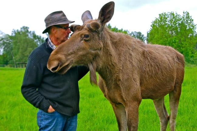 Bo Alexandersson, the "Moose Whisperer" of Wrågården Farm, Raises Moose in Sweden