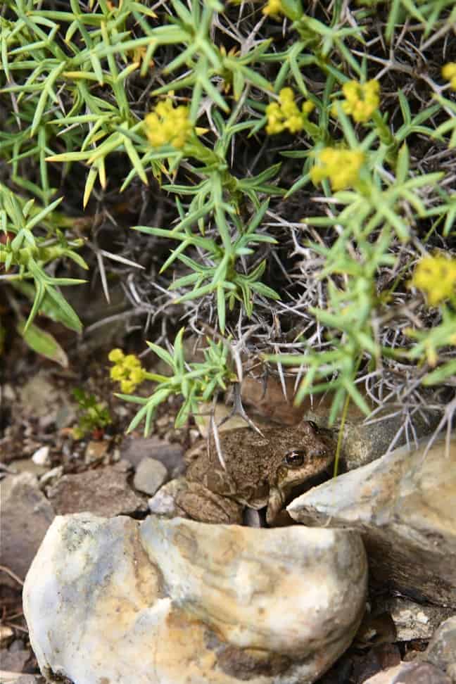 Austral Frog in Torres del Paine National Park, Chile