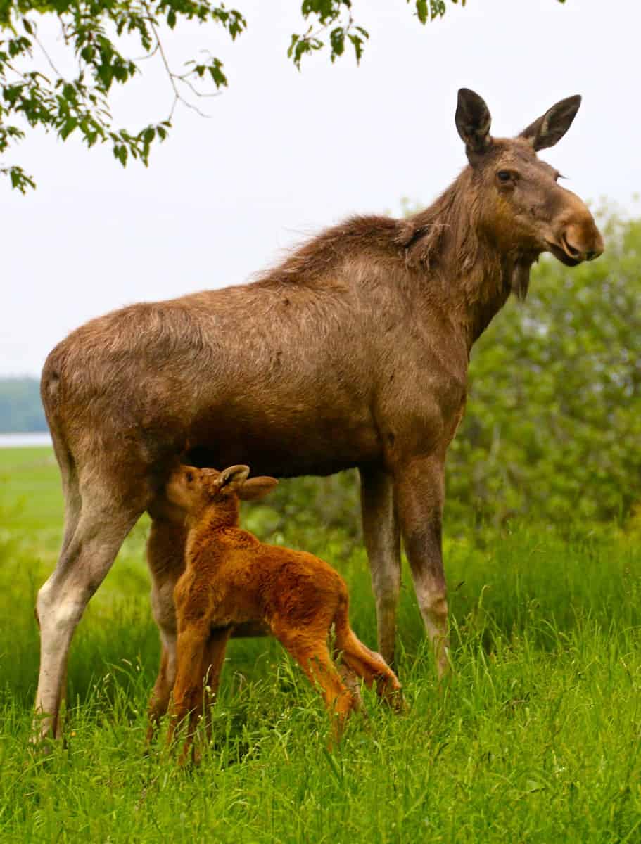 Twin Baby Moose Nursing Their Mama at Wragarden Farm, Sweden