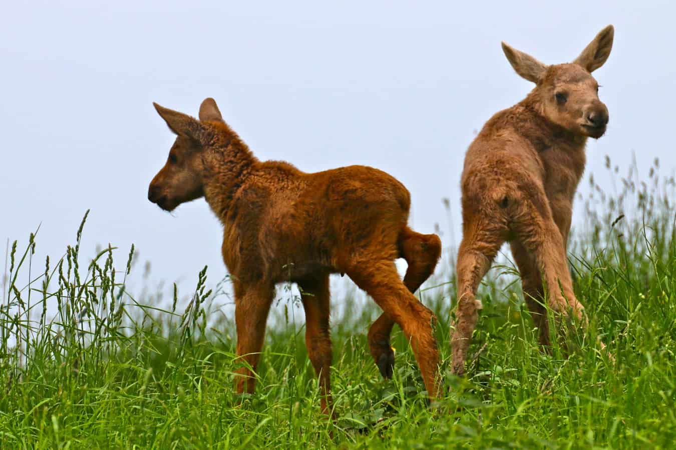 Baby Moose Twins at Wragarden Farm in Falkoping, Sweden