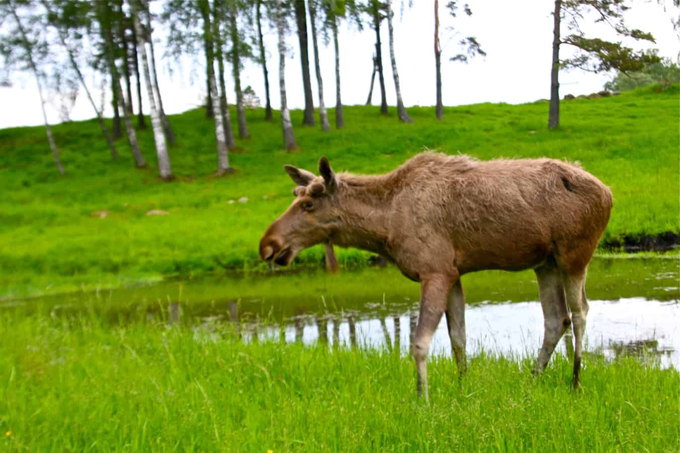 Oskar the Moose at Wragarden Farm in Falkoping, Sweden
