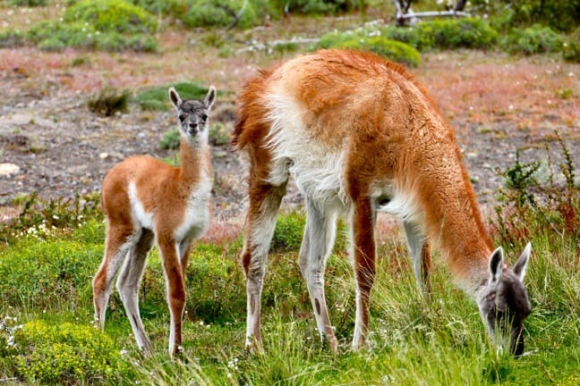 Mother and Baby Guanaco in Torres del Paine National Park, Chile