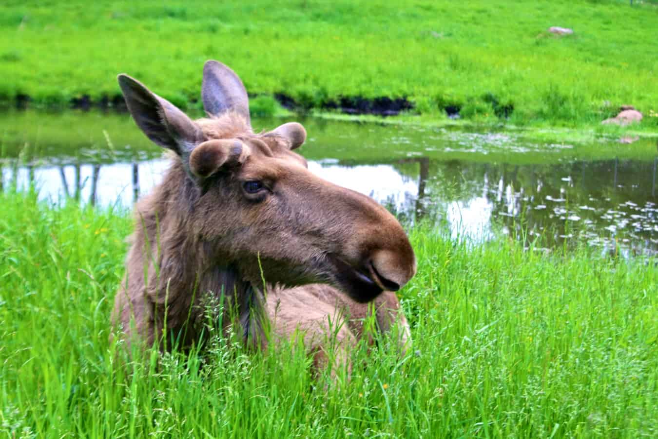 Oskar, the coolest moose in Sweden, at Wragarden Farm in Falkoping