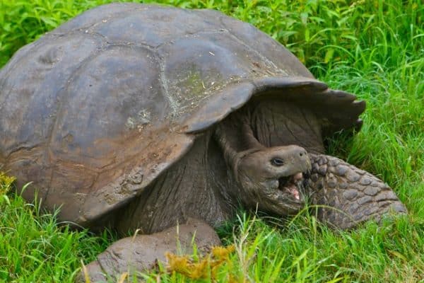 Yawning Galapagos Tortoise