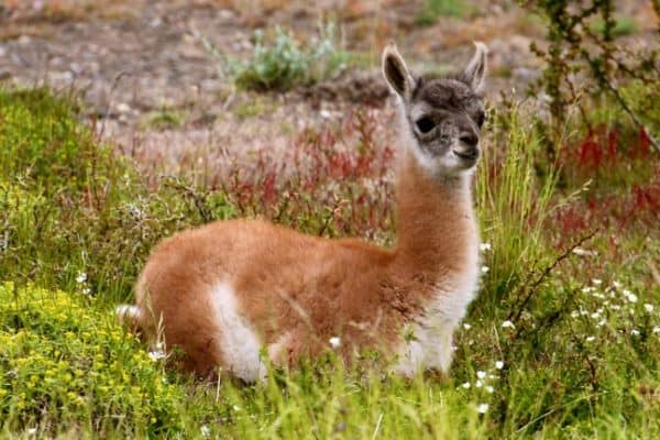 Baby Guanaco in Torres del Paine National Park, Chile