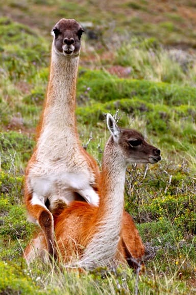 Guanacos Mating in Torres del Paine National Park, Chile