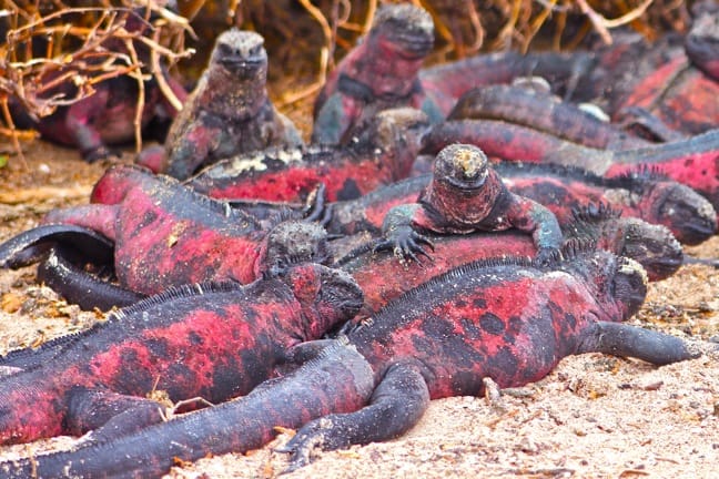 Marine Iguanas, Galapagos Islands