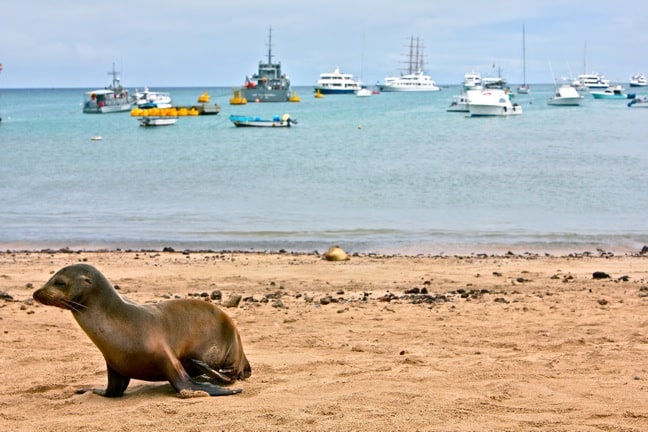 Galapagos Sea Lion Pup