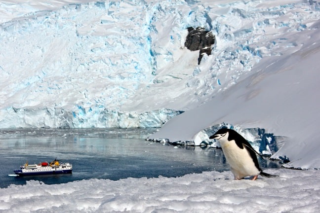 Chinstrap Penguin Above Orne Harbour, Antarctica