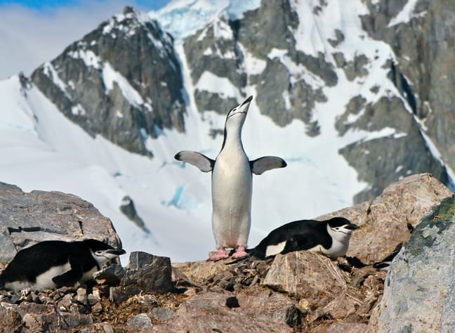 Chinstrap Penguin at Orne Harbour, Antarctica