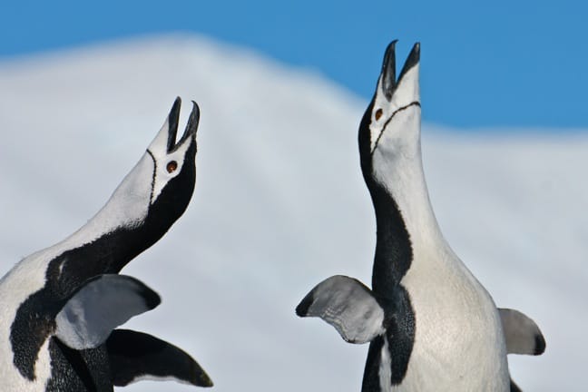 Mating Chinstrap Penguins in Orne Harbour, Antarctica