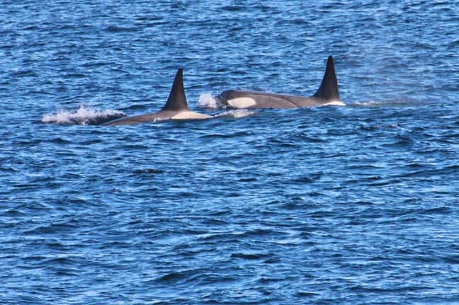 Antarctic Killer Whales in Antarctica