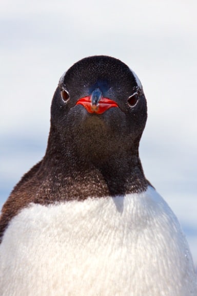 Gentoo Penguin in Antarctica