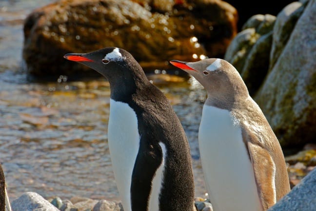 Albino Penguin at Neko Harbour, Antarctica