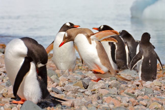 Rare Albino Penguin in Antarctica