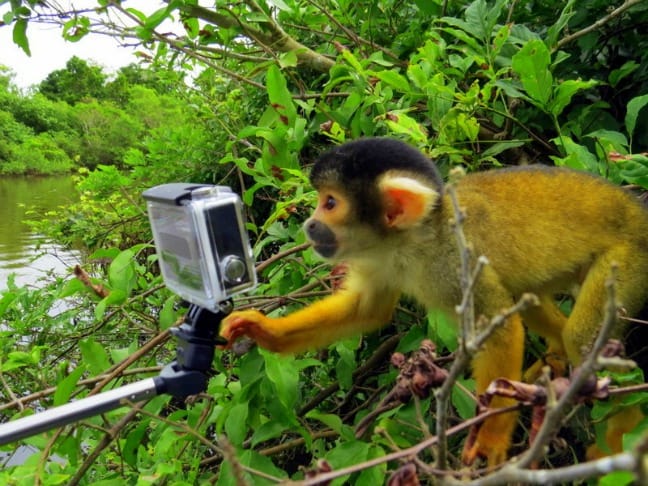 Squirrel monkey in the Bolivian Amazon