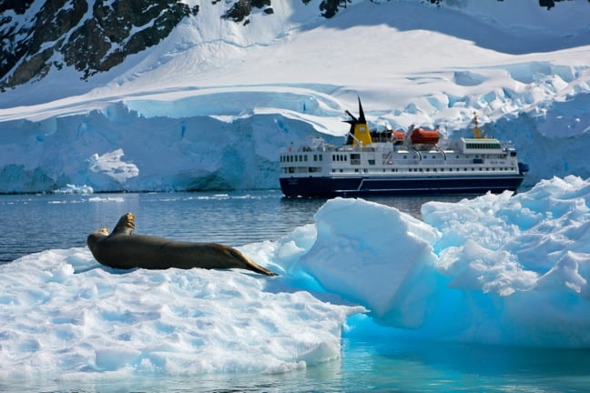 Weddell Seal in Antarctica