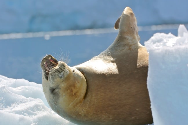 Antarctic Wildlife: Crabeater Seal on an Iceberg