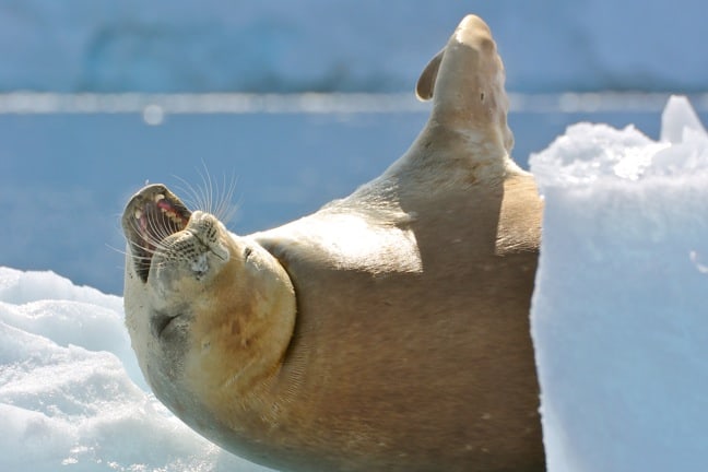 Crabeater Seal Yawning on an Iceberg in Antarctica