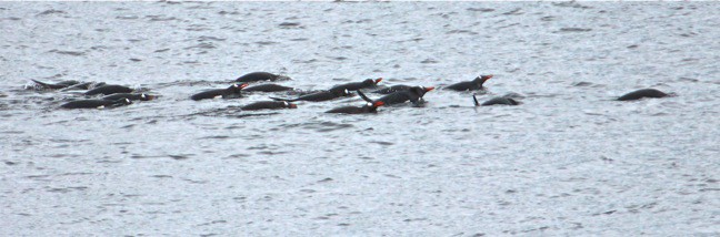 Penguins of Antarctica Swimming