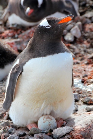 Gentoo Penguin Protects Her Egg, Antarctica