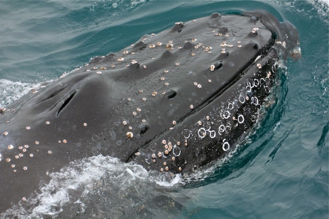 Humpback whale surfacing in Antarctica