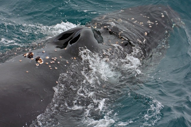 Humpback Whale in Antarctica