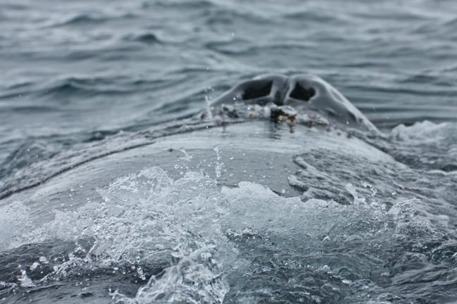 Humpback Whale in Antarctica