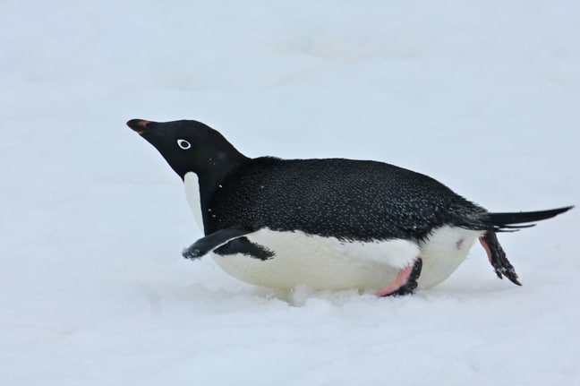Adelie Penguin on Ardley Island, Antarctica