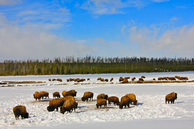 Bison Herds in Yellowstone National Park
