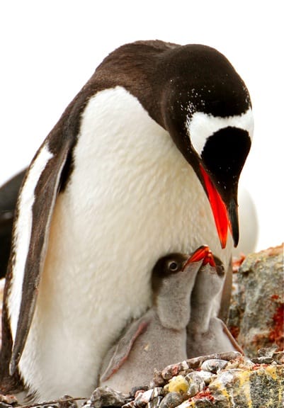Baby Penguins Feeding in Antarctica