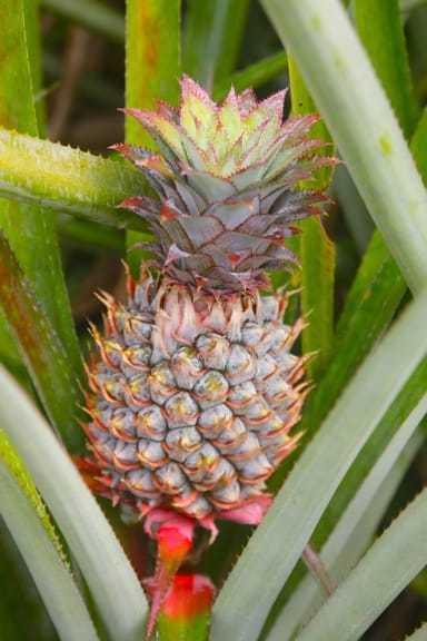 Pineapple Plantation in Moorea, Tahiti